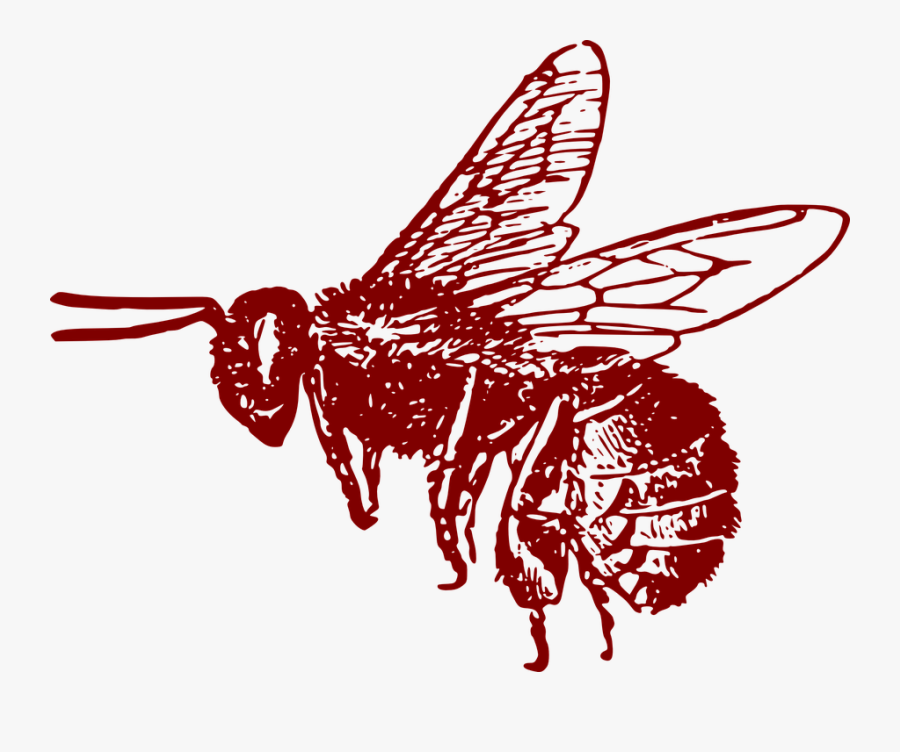 Transparent Honeybee Png - Bee Clip Art, Transparent Clipart
