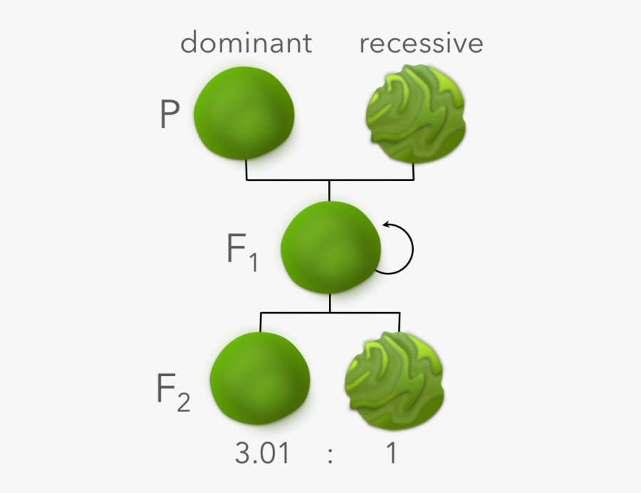 Picture1 - P Generation Clipart, Transparent Clipart