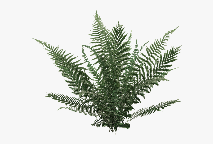 Yellow Fir,plant,terrestrial Plant,vascular Plant,tree,ferns - Ferns Png, Transparent Clipart