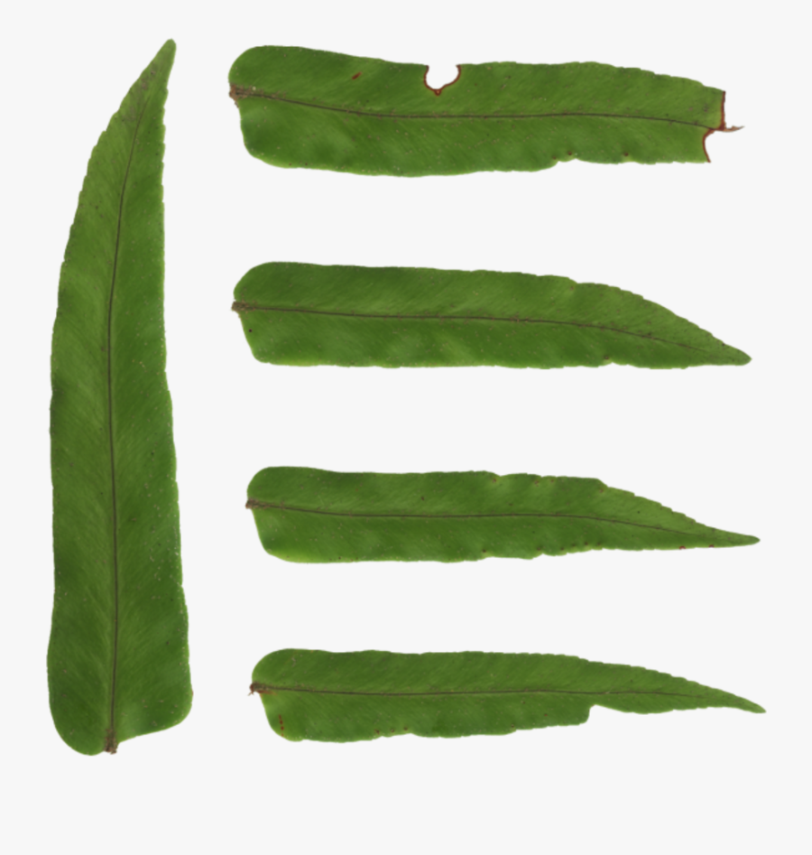 Fern Leaves - Erythroxylaceae - Snow Peas, Transparent Clipart