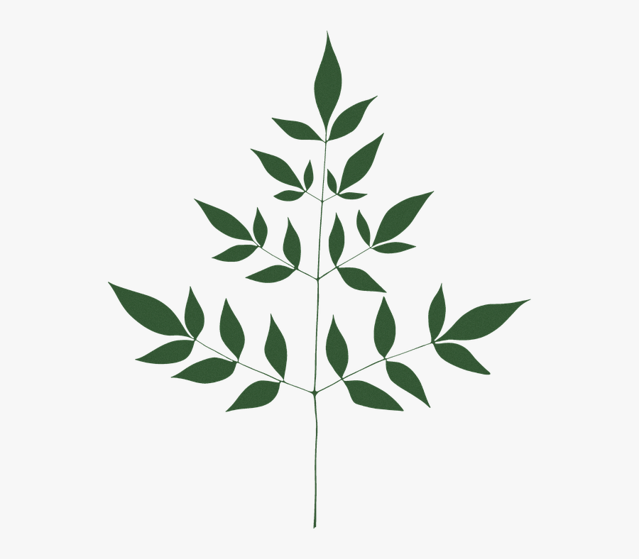 Leave, Fern, Nature, Tranparent, Green - Illustration, Transparent Clipart