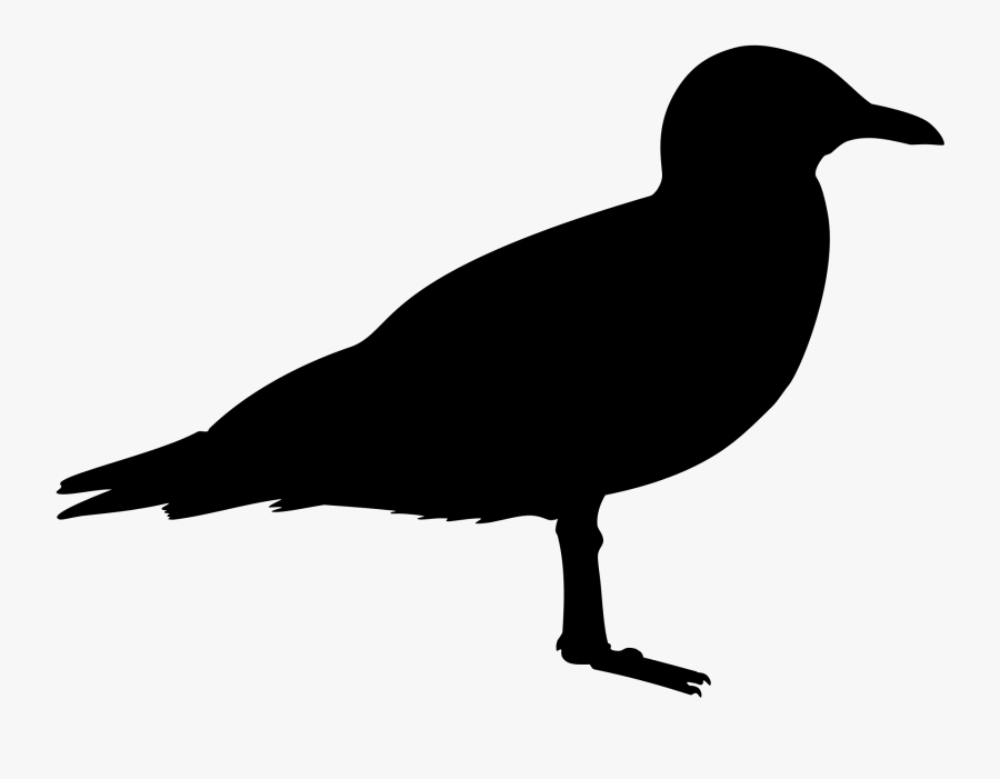 Chroicocephalus Scopulinus - Black Bird Clipart Silhouette, Transparent Clipart