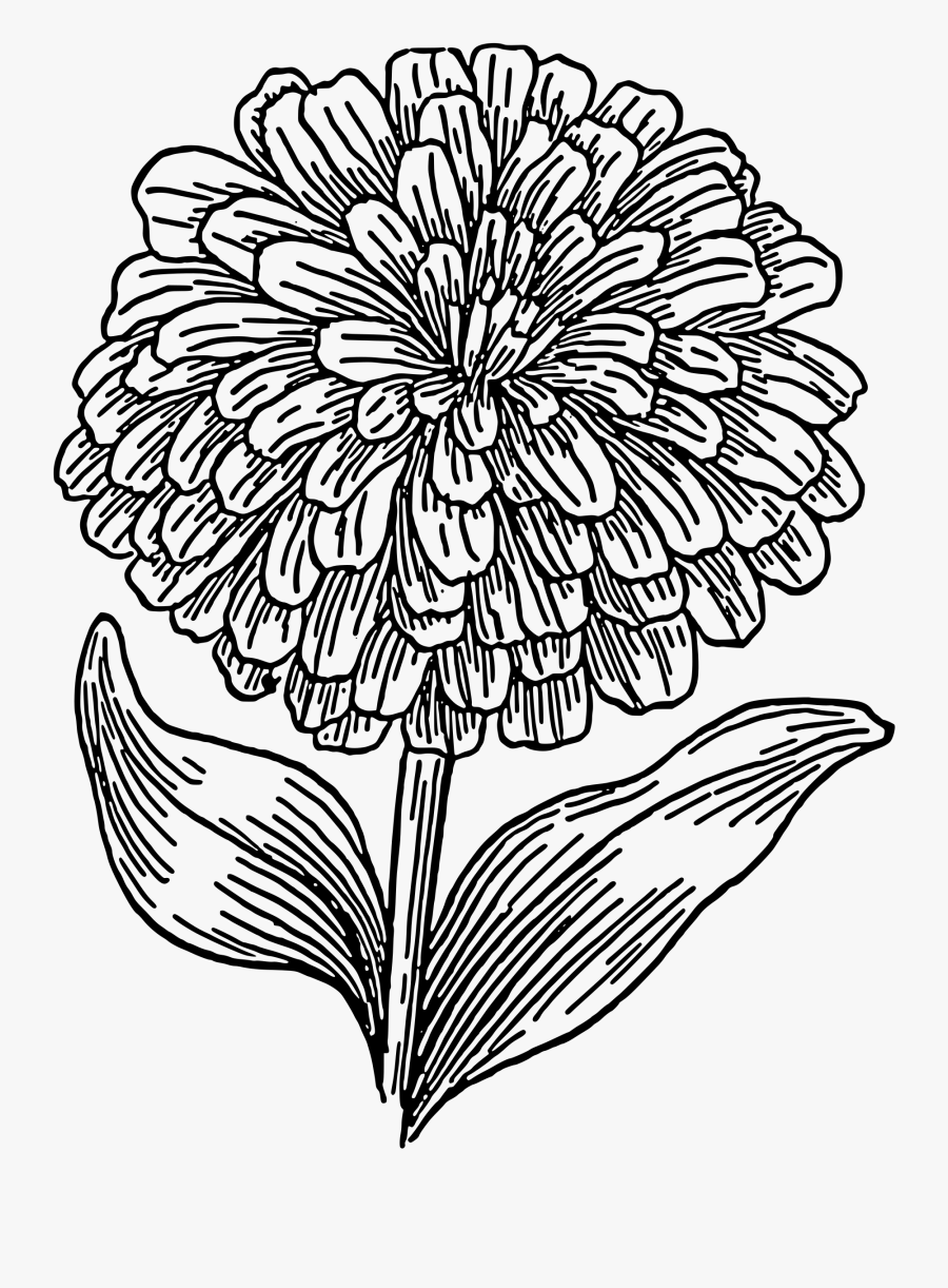 Clipart - Outline Image Of Marigold, Transparent Clipart