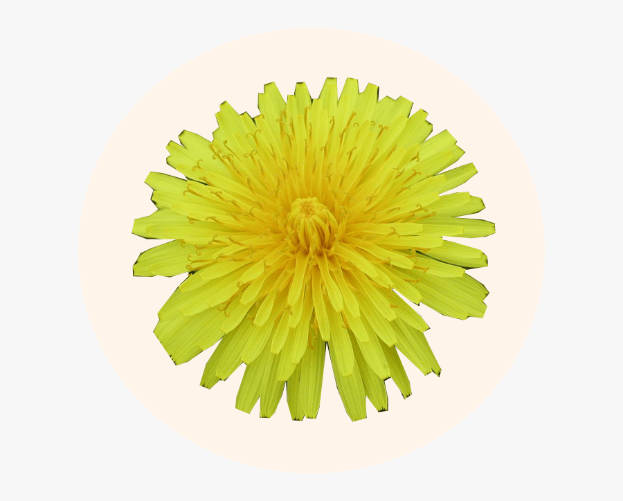 Transparent Dandelion Seed Clipart - Common Zinnia, Transparent Clipart