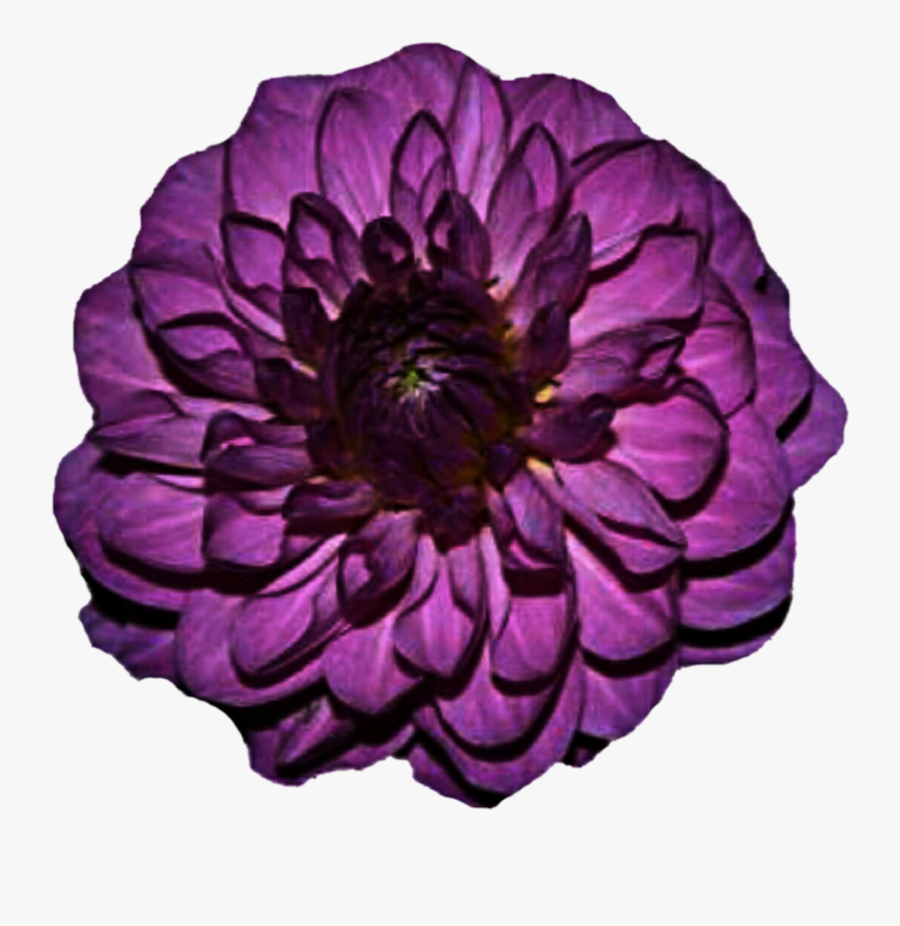 Go To Image - Purple Dahlia Transparent, Transparent Clipart