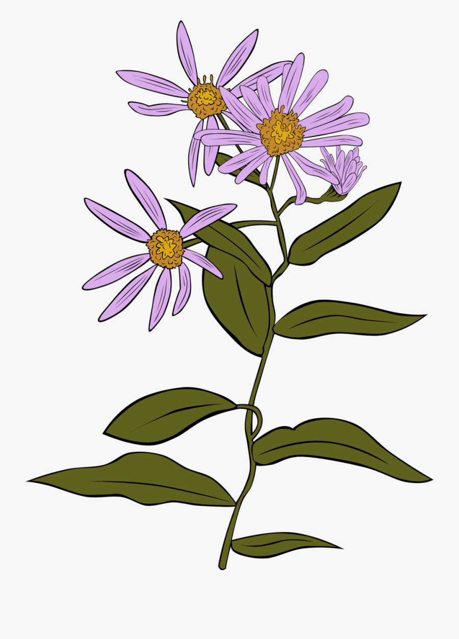 Plants Assessment Year 3, Transparent Clipart