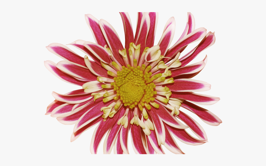 Chrysanthemum, Transparent Clipart