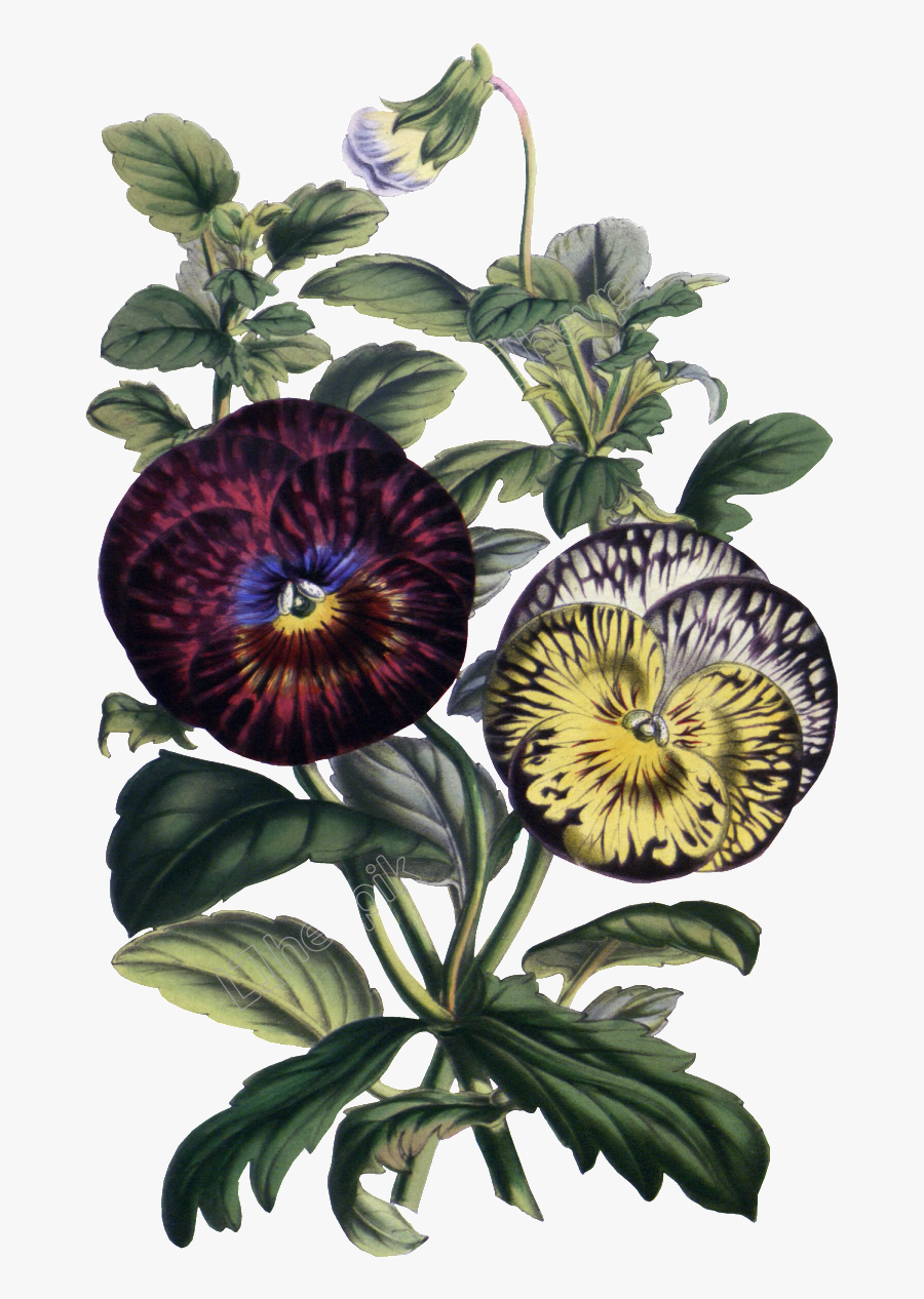 Vintage Flower Vector Png - Anchieta Salutaris, Transparent Clipart