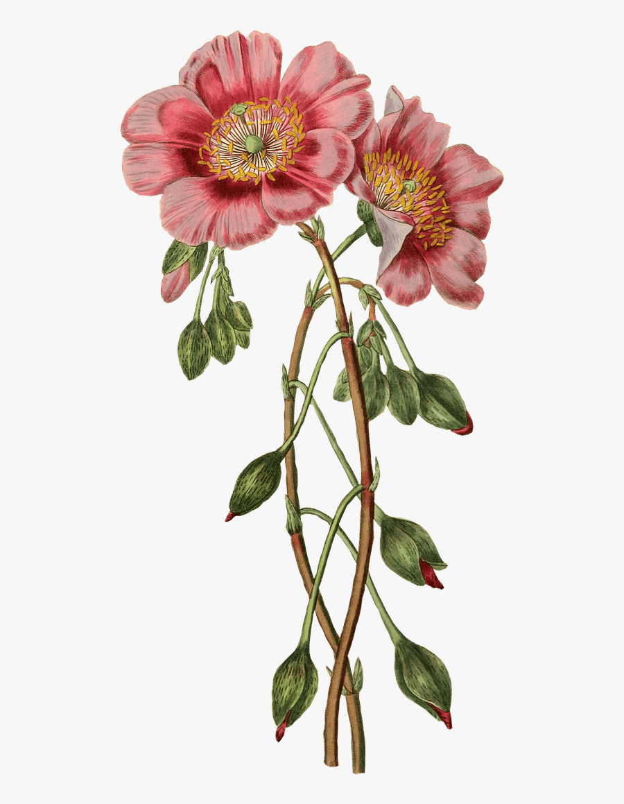 Poppies Drawing - Vintage Flower Illustration Transparent, Transparent Clipart