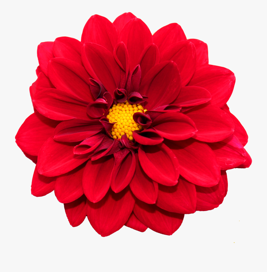 Flower Png Image, Transparent Clipart