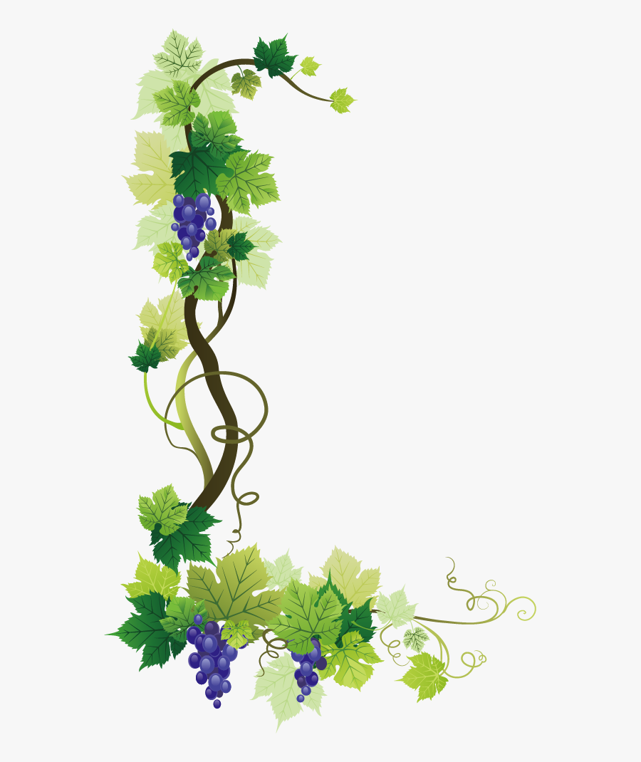 Common Grape Vine Wine Grape Leaves - Grape Vine Border Png, Transparent Clipart