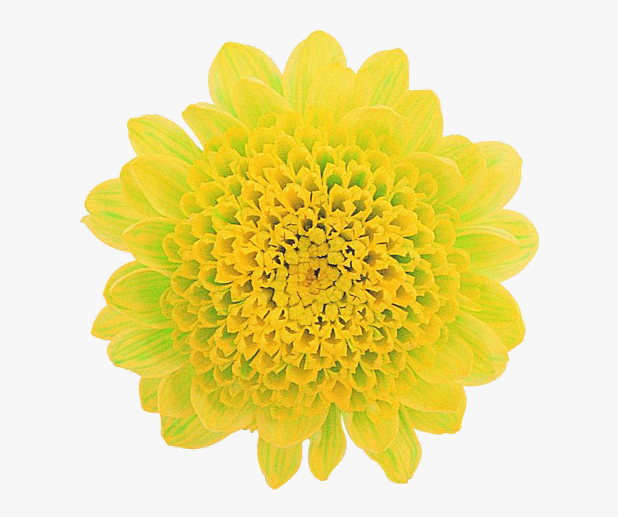 Common Zinnia, Transparent Clipart