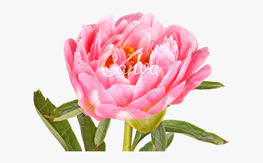 Pink Peony Flower - Peony, Transparent Clipart