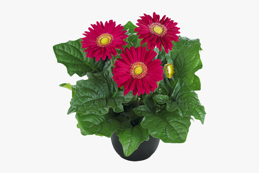 Dark Flowers Png - Barberton Daisy, Transparent Clipart