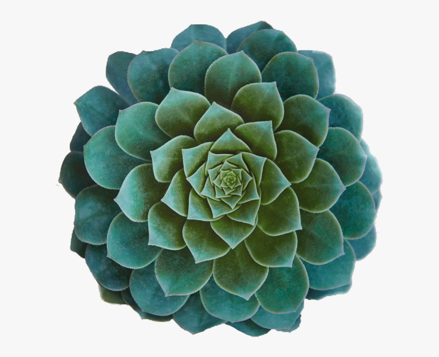 #stickers #plants #sukulent #green #freetoedit - Flower Aesthetic Png Green, Transparent Clipart