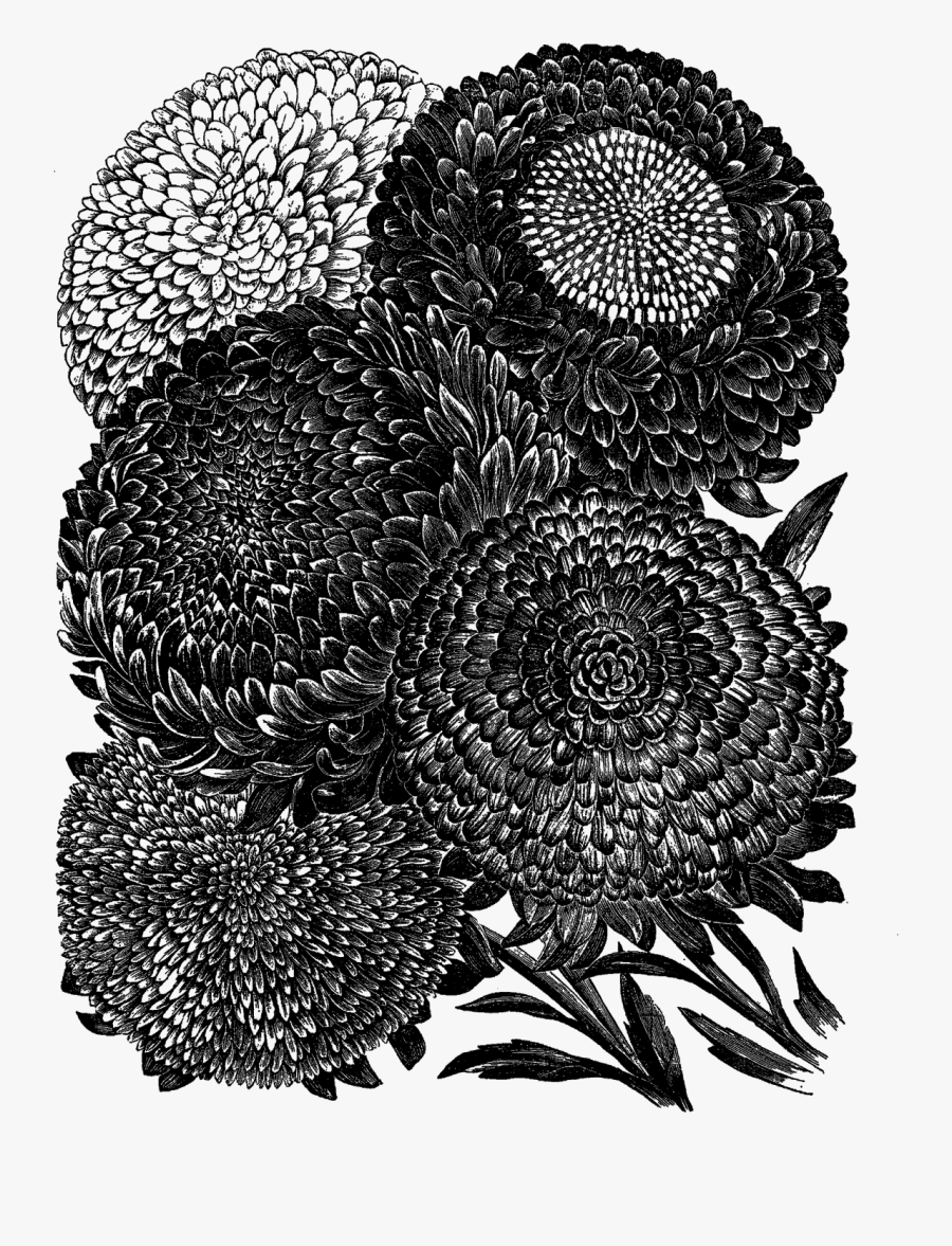 Flower Illustration, Transparent Clipart