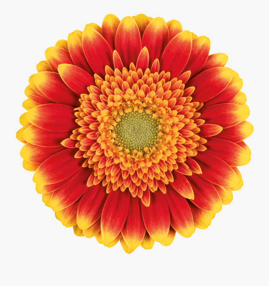 Barberton Daisy, Transparent Clipart