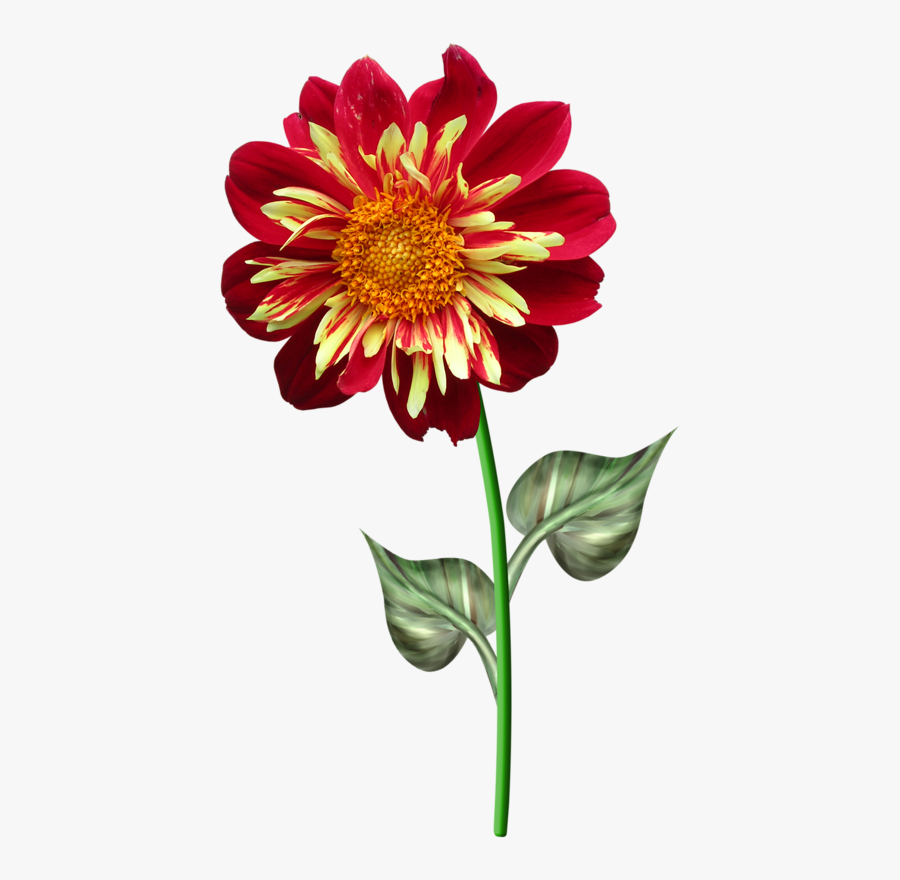 Sunflower Drawing, Transparent Clipart