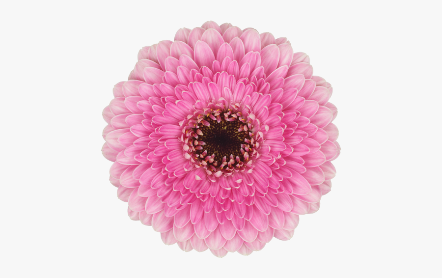 Barberton Daisy, Transparent Clipart