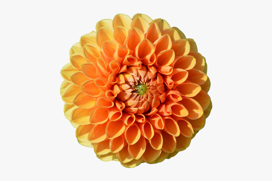 Marigold,flowering Plant,zinnia,cut Flowers,daisy Flower - Flower Orange, Transparent Clipart