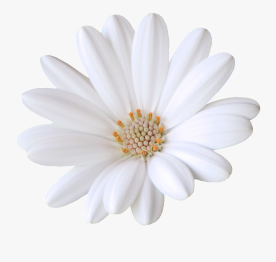 African Daisy, Transparent Clipart
