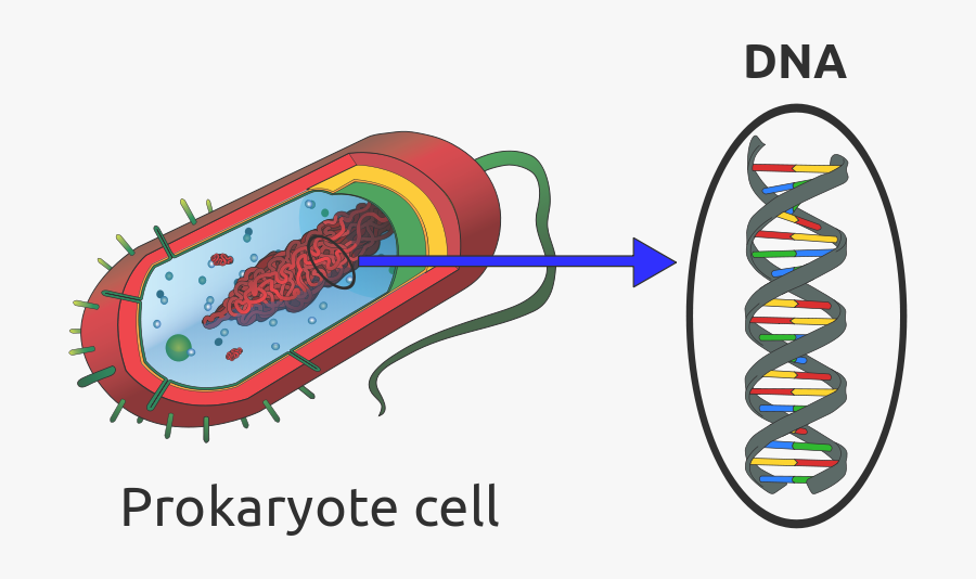 Prokaryotic Cell Or Bacterium - Prokaryotic Cell Diagram, Transparent Clipart