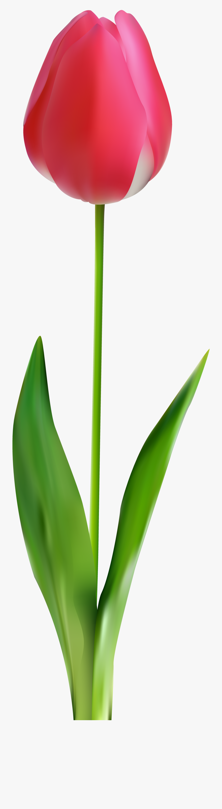 Tulip Png Clip Art - Lily Family, Transparent Clipart