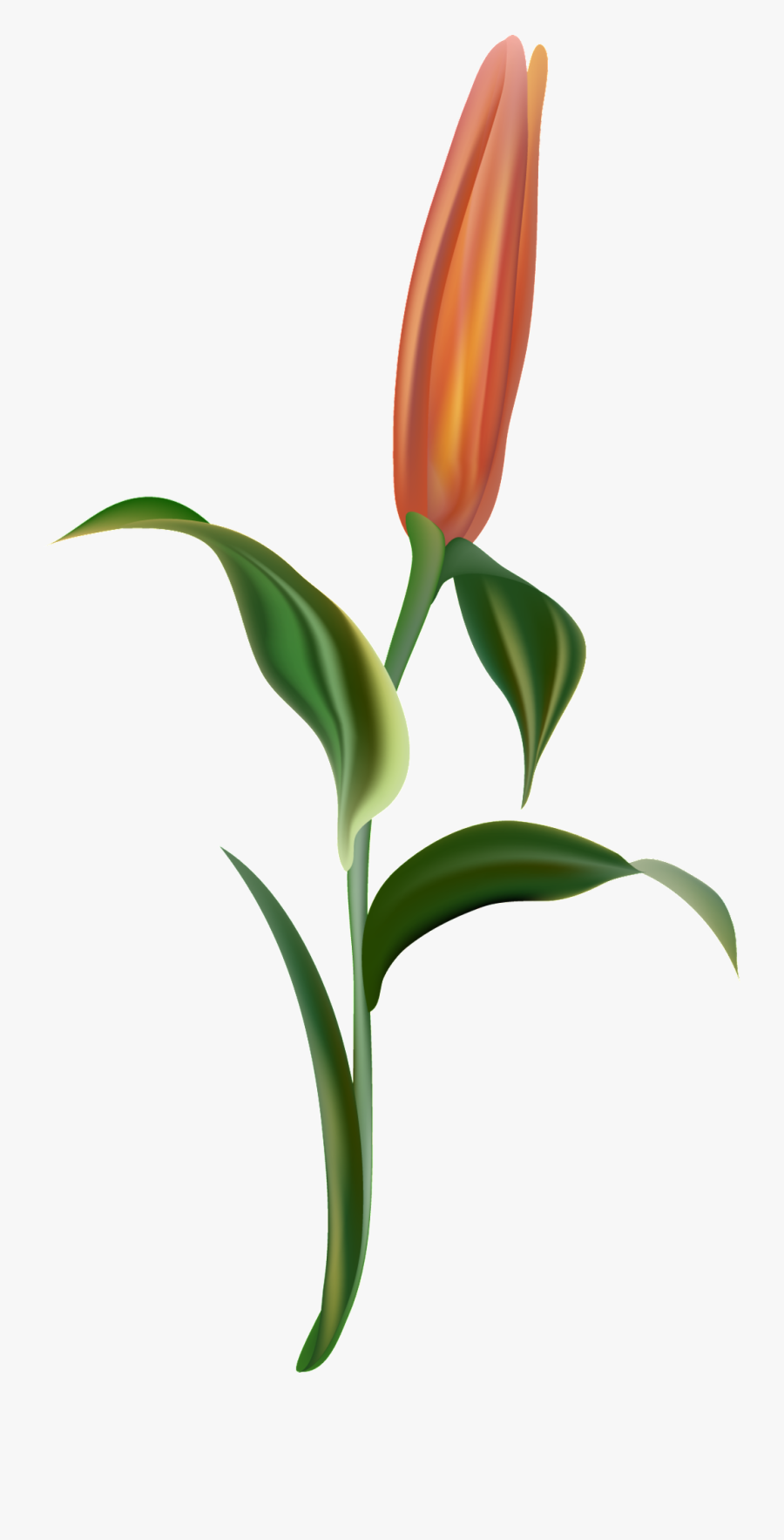 Orange Light Flower Branch Transparent Decorative - Lady Tulip, Transparent Clipart