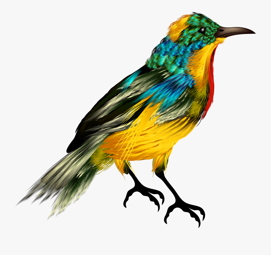 Coloured Bird Design, Transparent Clipart