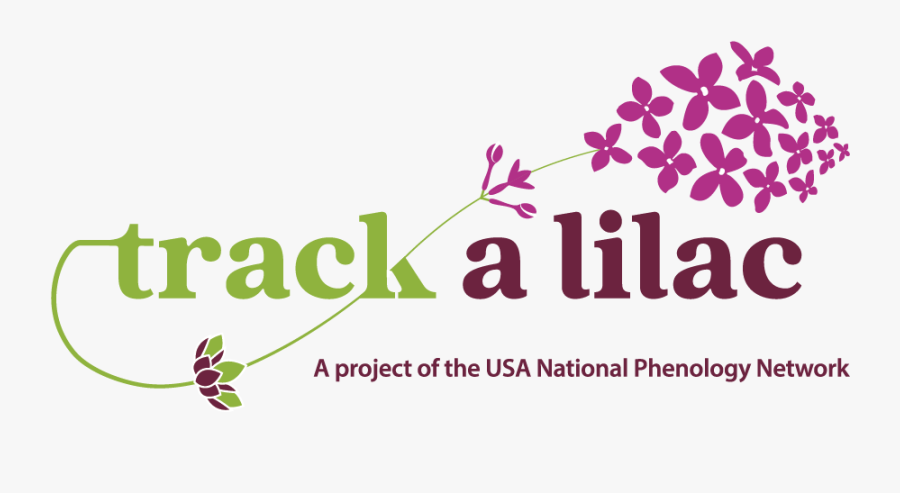 Graphic Design, Transparent Clipart