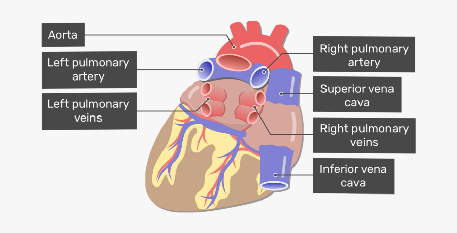 Major Vessels Of The - Heart Major Blood Vessels, Transparent Clipart