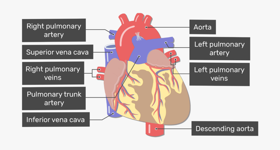 Lungs Clipart Heart Blood Vessel - Heart Major Blood Vessels, Transparent Clipart