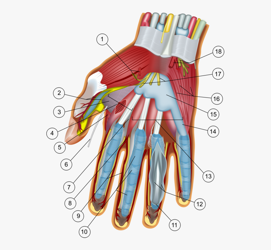 Shoulder,nerve,blood Vessel - Wrist And Hand, Transparent Clipart