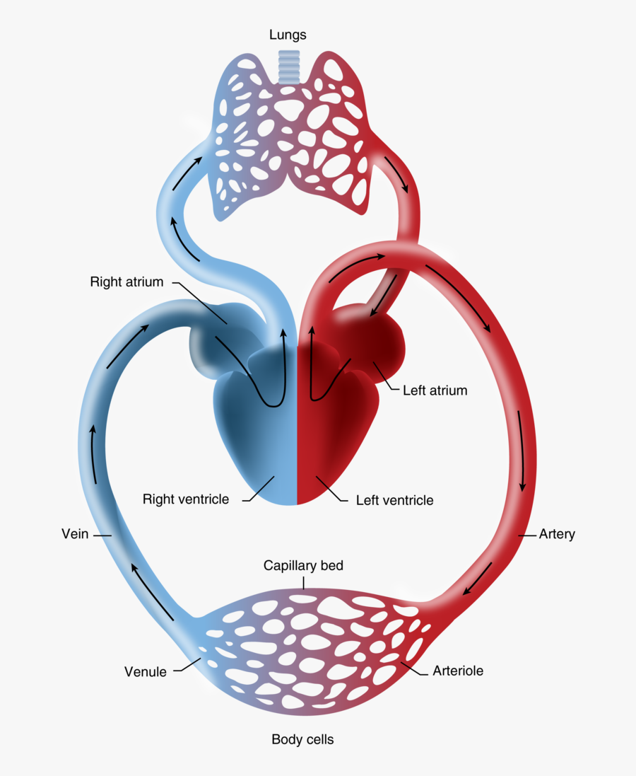Lungs Clipart Heart Blood Vessel - Graphic Design, Transparent Clipart