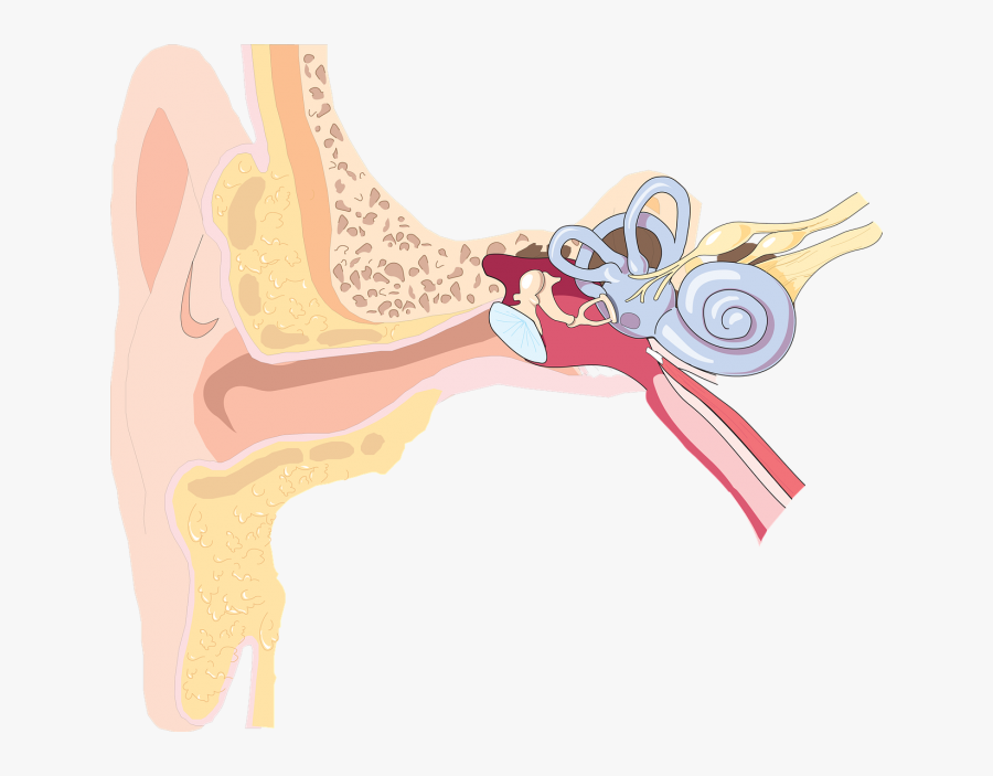 While Times And Technology Have Certainly Changed Since - Ear Anatomy Transparent Background, Transparent Clipart