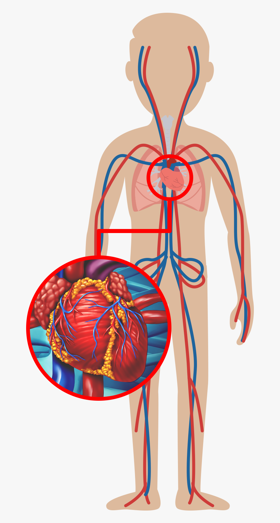 Efectos Del Alcohol En Las Personas, Transparent Clipart