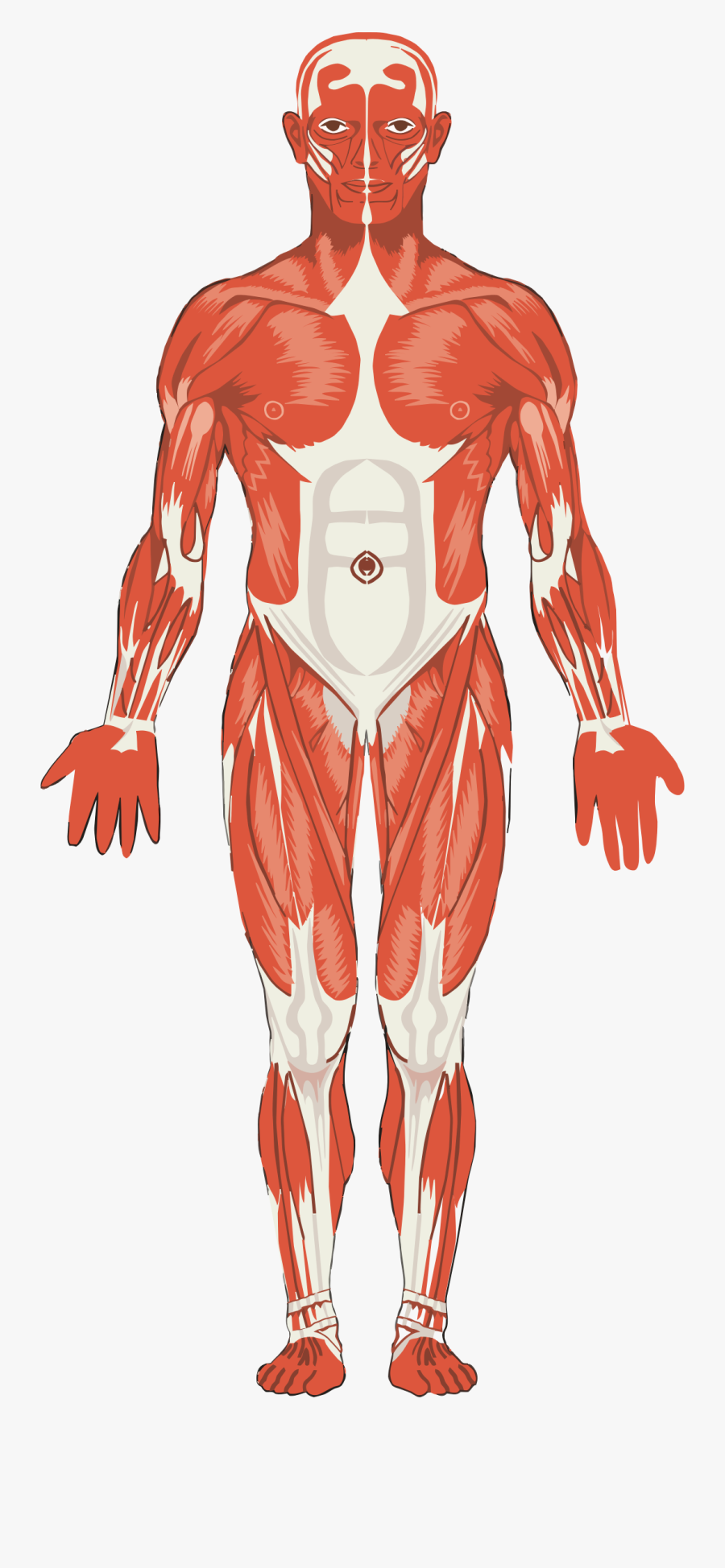 90 Ft Tall Adam, Transparent Clipart