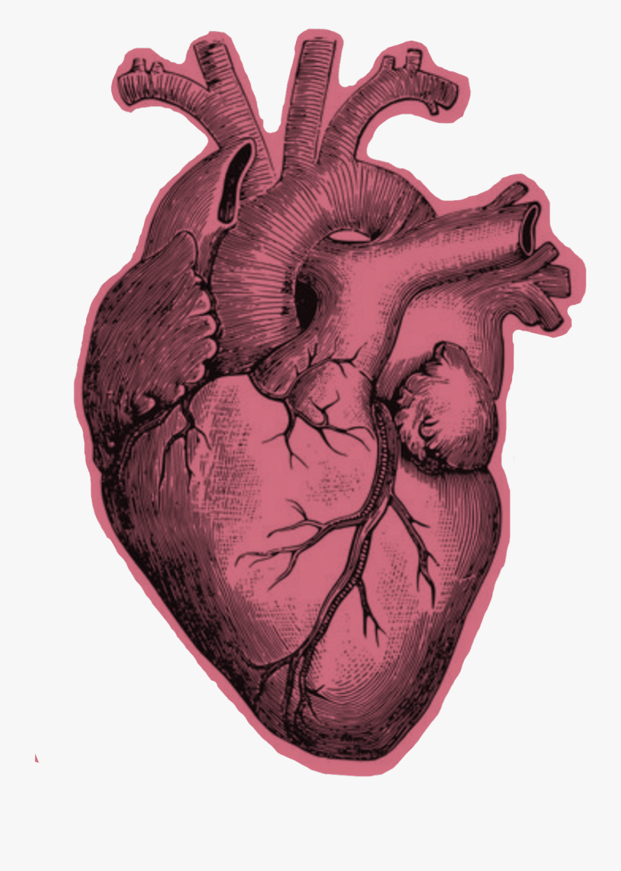 #heart #realistic - Human Heart Black And White, Transparent Clipart