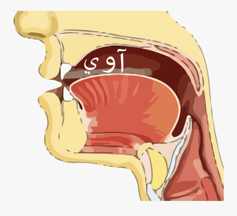 Tajweed - ك Makhraj, Transparent Clipart