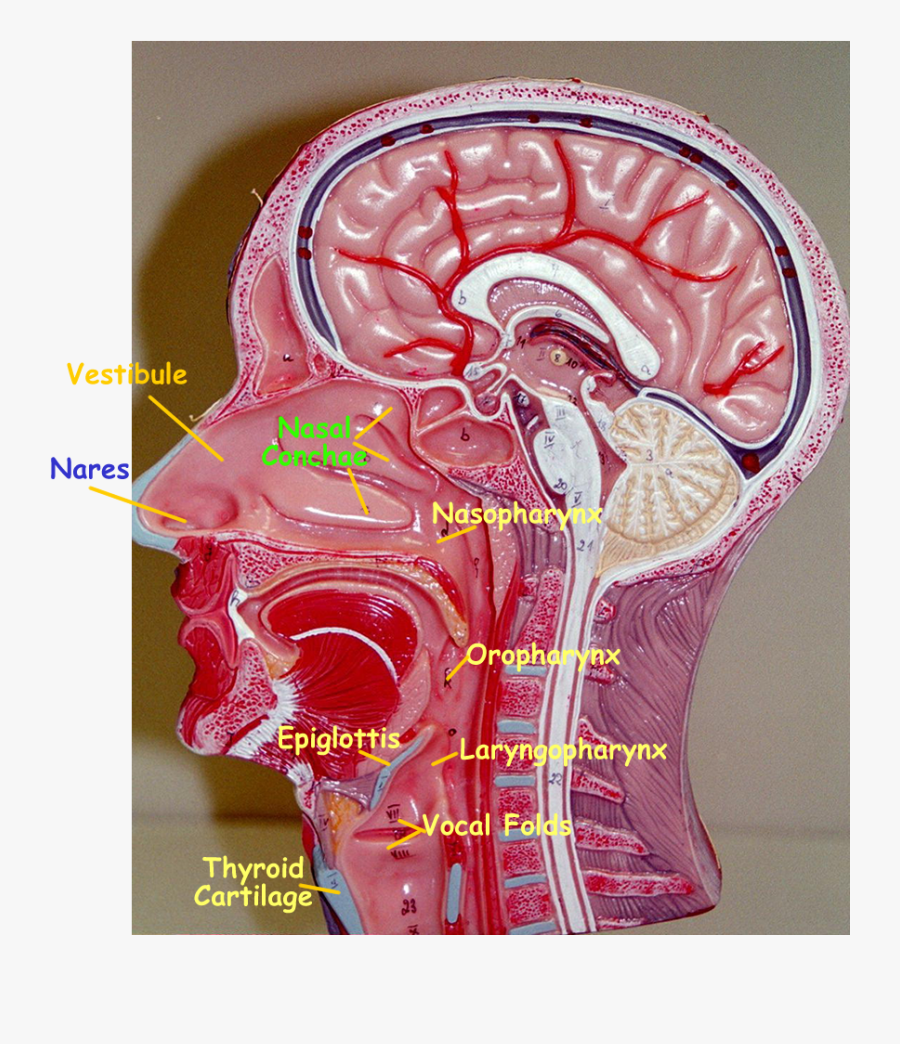 Paranasal Sinuses Model Labeled, Transparent Clipart