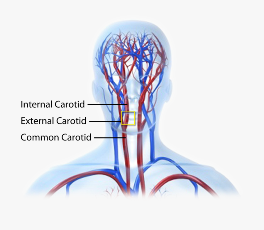 01 - Illustration, Transparent Clipart