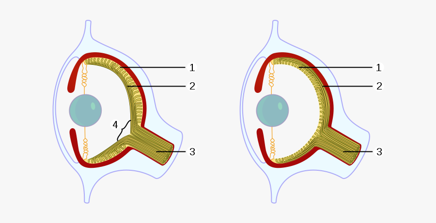 Blind Spot In Eye, Transparent Clipart