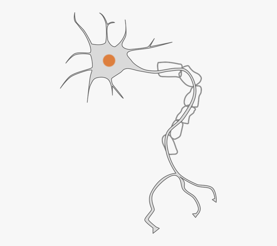 First, Your Gut Has A Lot Of Nerves And Is Sometimes - Brain Cell Transparent Background, Transparent Clipart