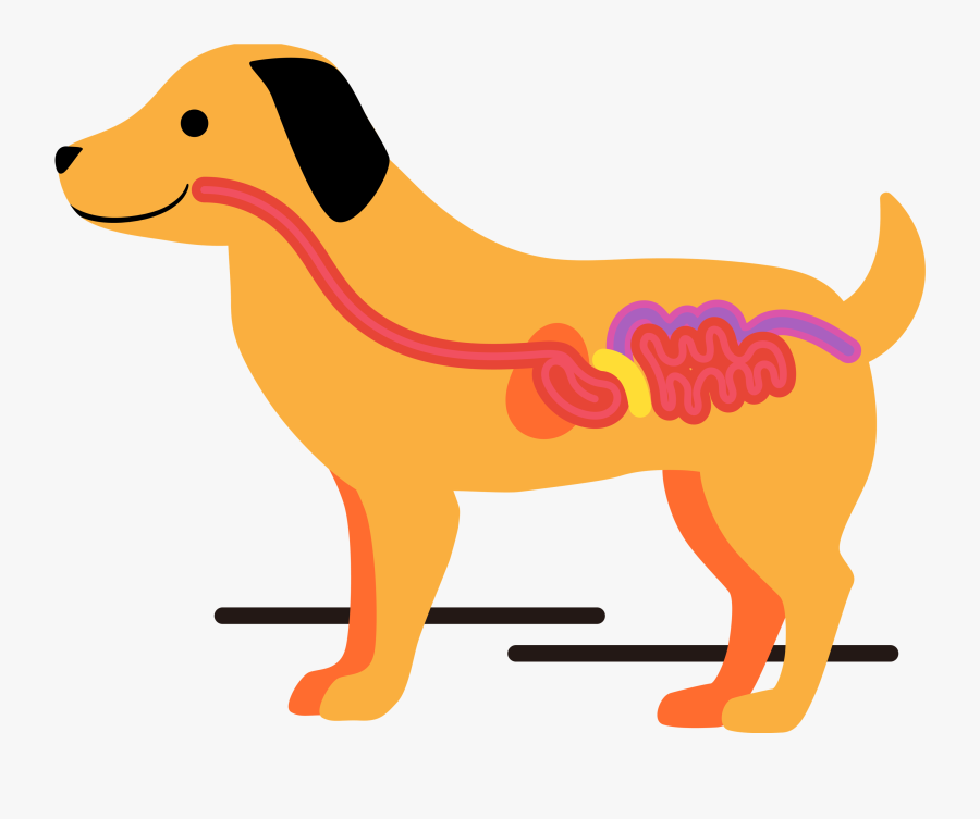 When The Gut Is Healthy, Everything Else Falls Into - Ancient Dog Breeds, Transparent Clipart