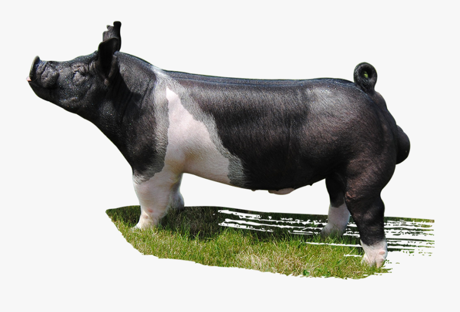 Pig Mauck Show Hogs Drinking Class Gaston Livestock - Domestic Pig, Transparent Clipart