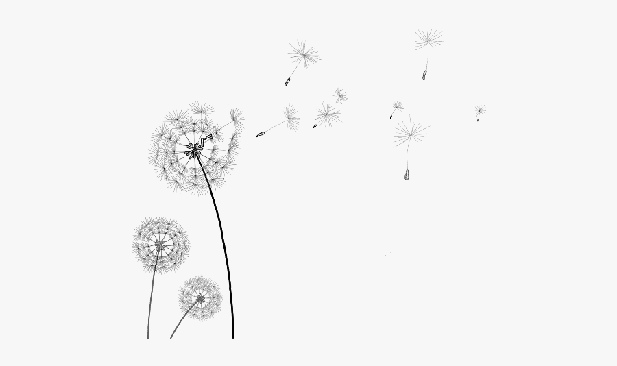 Awesome Transparentbackground Images - Dandelions With Transparent Background, Transparent Clipart