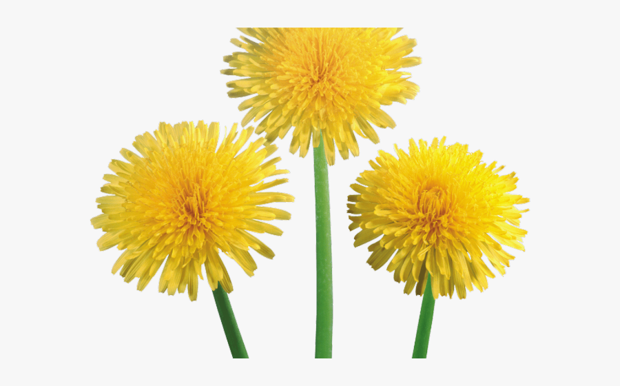 Transparent Dandelions Clipart - Dandelion Flower Transparent Background, Transparent Clipart