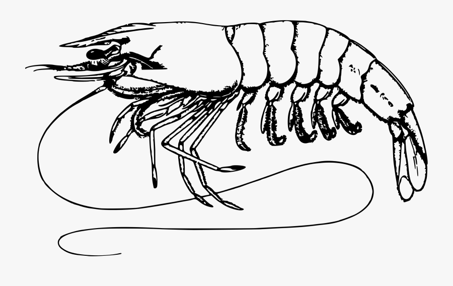 Shrimp Clip Arts - Shrimp Black And White, Transparent Clipart