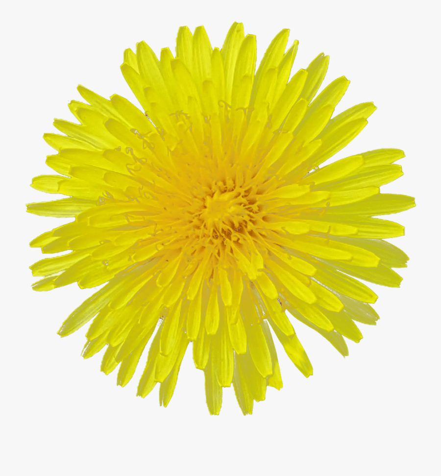 Background Flower Image - Gerbera Yellow Flower Png, Transparent Clipart