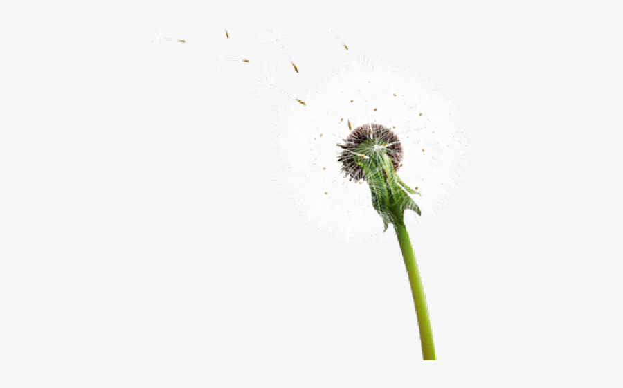 Dandelion Clipart Transparent Background - Амжилтыг Аз Жаргал Гэж, Transparent Clipart